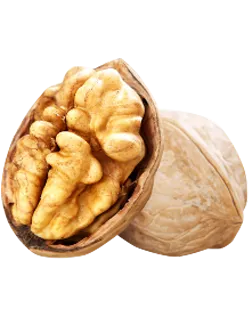 نهال گردو