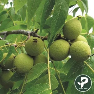 خرید نهال گردو جمال