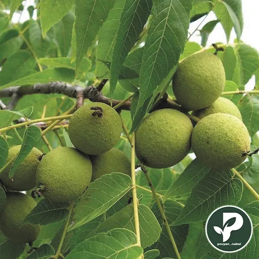 خرید نهال گردو جمال