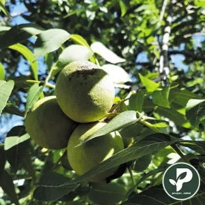 خرید نهال گردو اسرائیلی