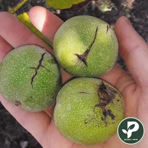 خرید نهال گردو فرانکت پیوندی