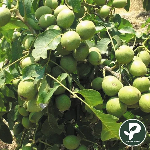خرید نهال گردو فرنور پیوندی