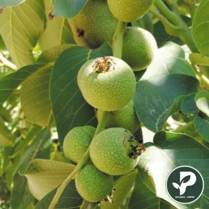 خرید نهال گردو لارا پیوندی