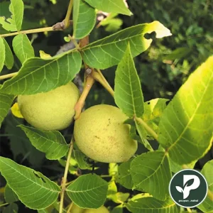خرید نهال گردو محلی مراغه