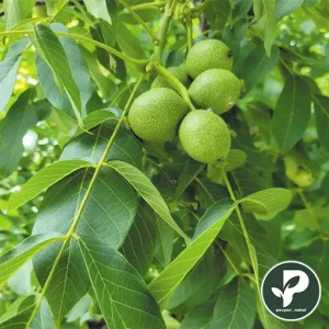 خرید نهال گردو چندلر پیوندی