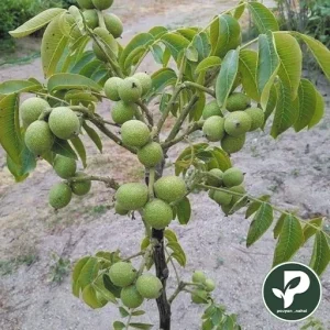 خرید نهال گردو ژنوتیپ برتر
