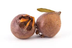خرید نهال ازگیل محلی