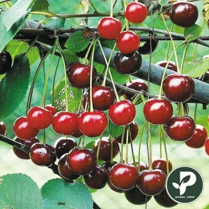 خرید نهال آلبالو گوشواره ای