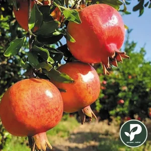 خرید نهال انار بردسکن