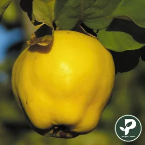 خرید نهال بِه ترش آذربایجان