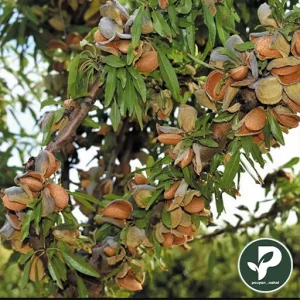 خرید نهال بادام تونو