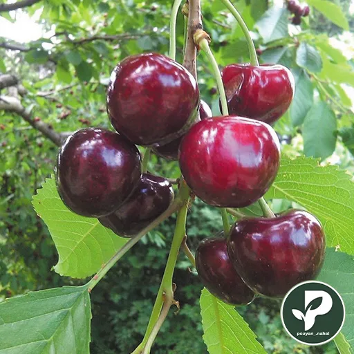 نهال گیلاس تکدانه مشهد پر بار وگوشتی