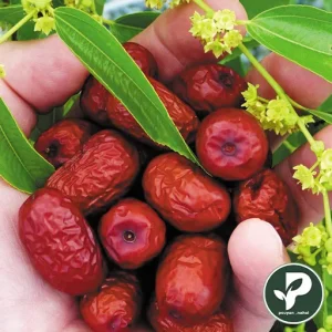 سنجد حاج حسینی معروف ترین سنجد ایران