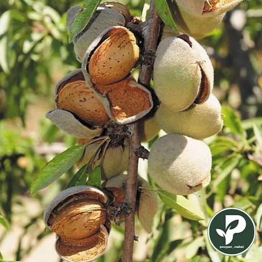 خرید نهال بادام حریر