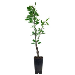 خرید نهال آلو توسرخ