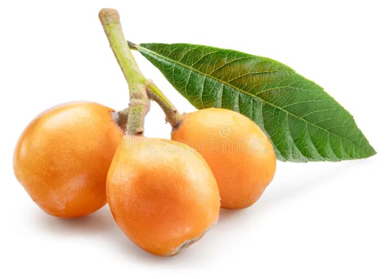 خرید نهال ازگیل ژاپنی