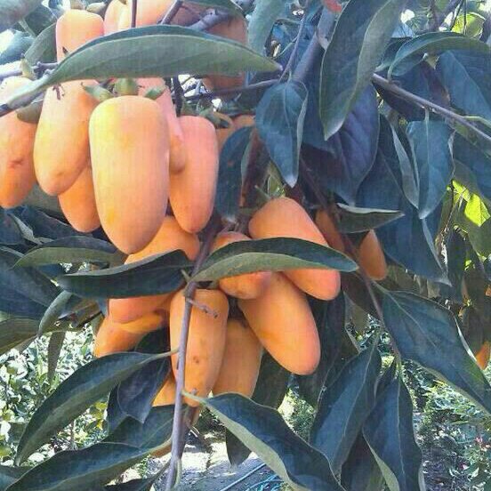 خرید نهال خرمالو انبه ای - Image 2
