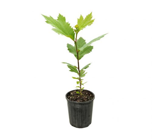 خرید نهال چنار