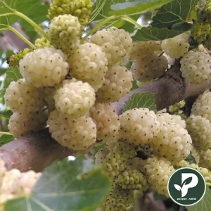 خرید نهال توت خشکباری