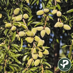 خرید نهال بادام خوشه ای پویان