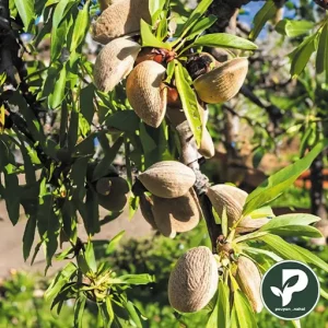 خرید نهال بادام رامسکا