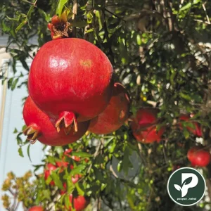 خرید نهال انار رباب