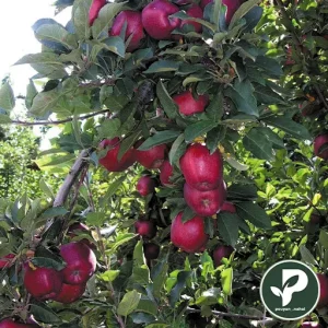 خرید نهال سیب رد دلیشز