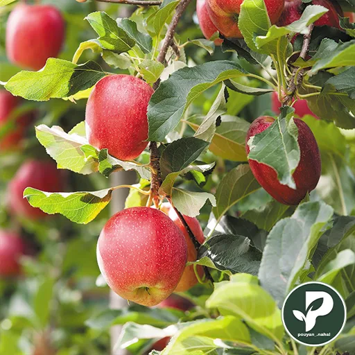 خرید نهال سیب رد گالا
