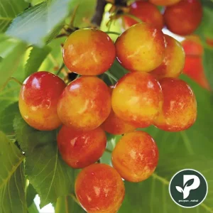 نهال گیلاس زرد ارومیه خوشه ای