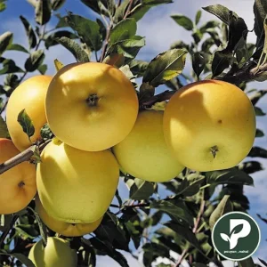 خرید نهال سیب زرد فرانسه