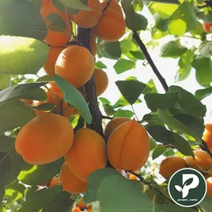 خرید نهال زردآلو انبه ای