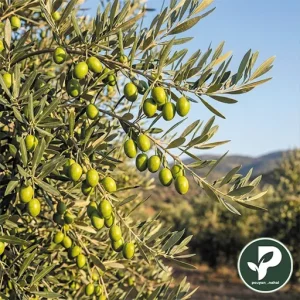نهال زیتون الک ترکیه