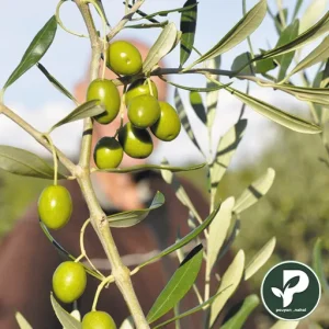 زیتون کنسروالیا صادراتی دارای شناسه نهال
