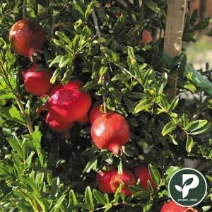 خرید نهال انار ساوه میکس