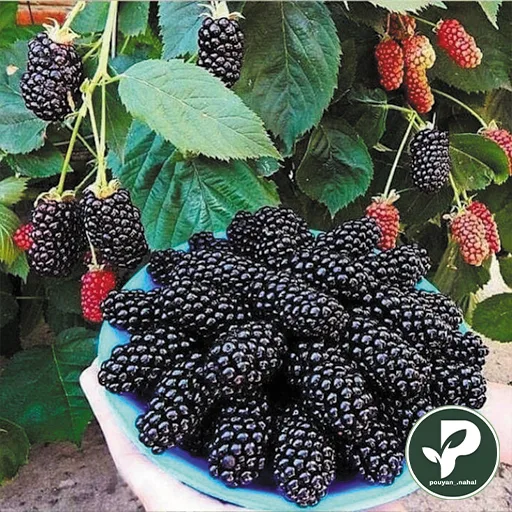خرید نهال شاه توت
