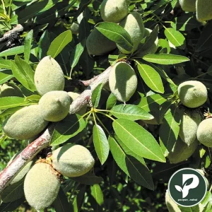 خرید نهال بادام شکوفه
