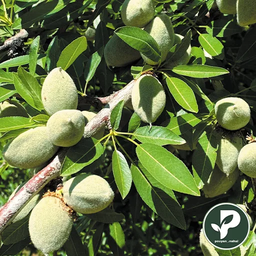 خرید نهال بادام شکوفه