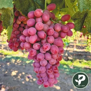 خرید نهال انگور صاحبی