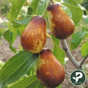 عناب گلابی لوکس و صادراتی شناسه دار