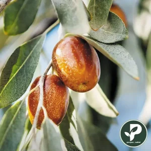 نهال سنجد قزل مخصوص مناطق کم آب