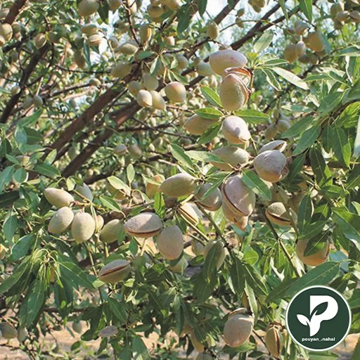 خرید نهال بادام مامایی