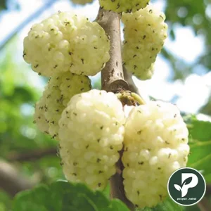 خرید نهال توت سفید محلی