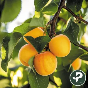 خرید نهال زردآلو محلی