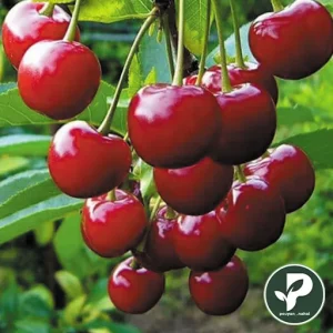 خرید نهال آلبالو مورلو خوشه ای