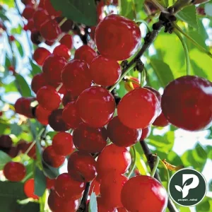 خرید نهال آلبالو مورنتی