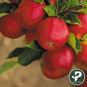 خرید نهال سیب میراکل