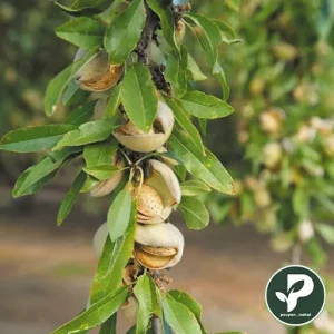 خرید نهال بادام نان پاریل