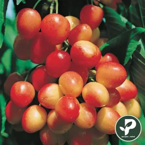 گیلاس ناپلئونی صادراتی
