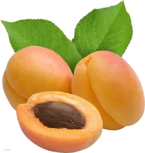 نهال زردآلو