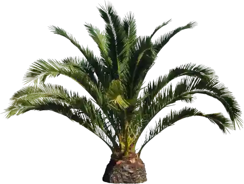 نهال سفارشی